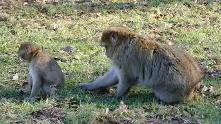 Funny Monkey video #16 4K UHD