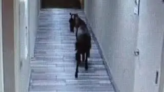 Raw Video: Runaway Goat Caught On Surveillance Video Wandering Through Hotel