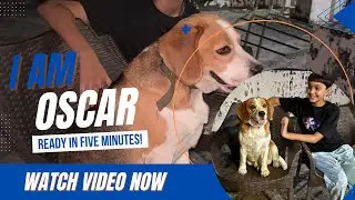 Beagle playing 