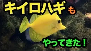 キイロハギを飼育開始！ドリーと仲良くなるか？【海水魚水槽】