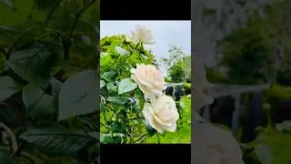 Beautiful Flowers In The Garden #youtube #youtubeshorts #shortsfeed #shorts #uk #flowers
