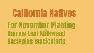 Narrow Leaf Milkweed Asclepias fascicularis -