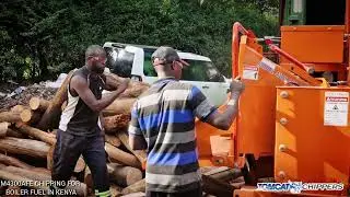 Chipping dry eucalyptus logs for boiler fuel in Kenya with 100Hp TOMCAT Model 4300AFE woodchipper