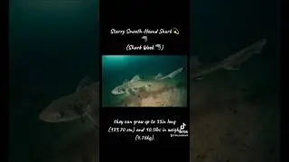 The Starry Smooth-Hound Shark 🦈 (Shark Week 🦈) #ocean #seaanimals #fish #shark #sharks #sharkweek