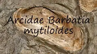 How to pronounce Arcidae  Barbatia mytiloides in Romanian?