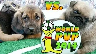 World Pup - Bloodhounds vs. Pug Puppies