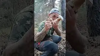 boletus Madrid