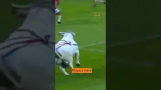 A rugby game in France descended into chaos when a bull escaped from a pre-match parade.