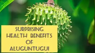 ALUGUNTUGUI! Soursop amazing Health benefits #soursop #nutrition #fruit