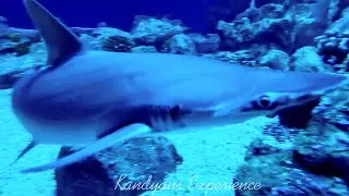 Close Encounters in Shark 🦈 Infested Waters | Reef Habitat | Fish 🐟🐠 🐡  Turtles 🐢 Rays | Baby Shark
