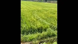 Insect control in rice field॥#insectcontrol #ricefield ॥ rice armyworm management॥#armyworm