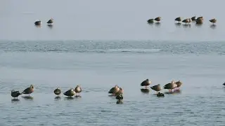 Wild Duck | Swimming and Feeding in Natural Water