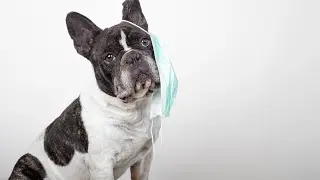 How can I protect my pets from COVID?