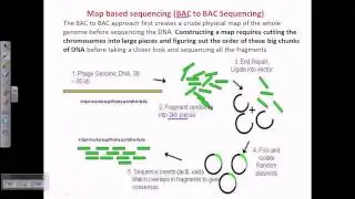 DNA sequencing (BAC to BAC sequencing)