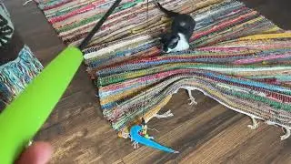 Sweet Pet Friends