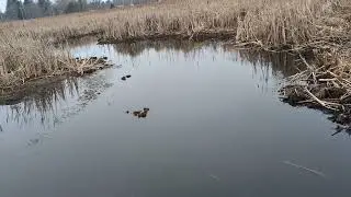 Lake Michigan seiche time lapse