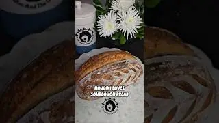 Houdini dog loves sourdough bread.  Bread asmr #asmr #sourdough #dog #dogtraining #bread #dogvideos