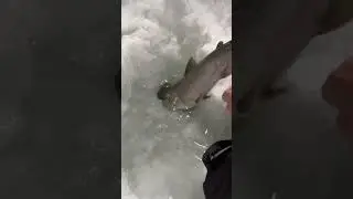 Early season lakers #fyp #laketrout #icefishing