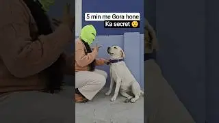 Funny Labrador day 39 😍#dog #dogs #funnydog #funnyvideo