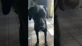 #funny #labrador #pets let&rsquo;s see if this works