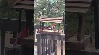 Wow 😮 #wow #birds