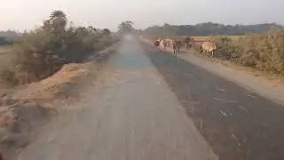 Mahendragarh rebani ko