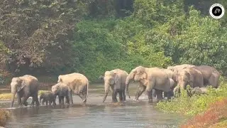 Majestic Elephants Spotted Crossing Doigrung River At Murphulani | Assam | Chapter 36