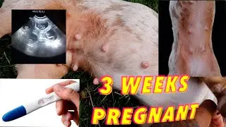 3 Weeks Pregnant Frenchie (21days pregnant French Bulldog)
