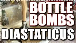 Diastaticus - Saison Yeast - Bottle Bombs! - Over Carbonation  - Saccharomyces Cerevisiae var.