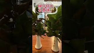 榊の枯れる意味。15日間もたない時もある。邪気を受けてくれた事に感謝。 #浄化 #浄霊師