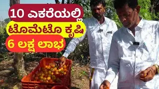 10 ಎಕರೆಯಲ್ಲಿ ಟೊಮೆಟೊ ಕೃಷಿ II Tomato Farming without using any chemicals II