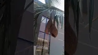 #birds nest near my house#trend#new reel#shorts#youtube videos#birds#nest#