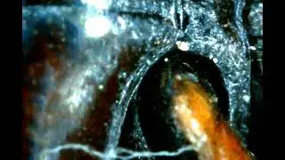 Microscopic World Unleashed Ladybug