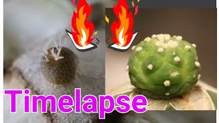 Безумие замедленной съемки №6 &mdash; Привитая Lophophora Fricii (Selectform x Fricii variegata)