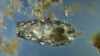Testacea
