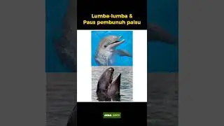 Hewan hibrida yang telah di ciptakan manusia ‼️ part 3 #animals #short #trending #shortvideo