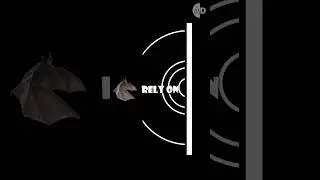 Why Bats Crash Into Glass Windows: Echolocation Challenges