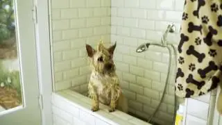 New Homes for Sale in Sacramento (Live Your TradeBark &ndash; Holiday Dog House)