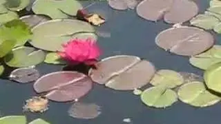 Atlanta Botanical Garden in May