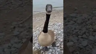Стая канадских гусей
