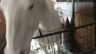 Stormy Carrot-Cam