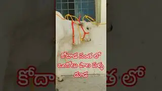 Best Quality Ongole Bulls #highlights