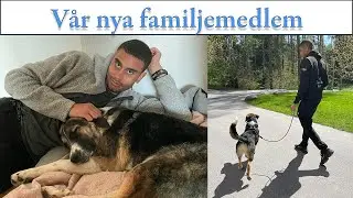 Vi adopterar en hund fr&aring;n Rum&auml;nien