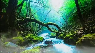 Relax in Nature, Gentle River for Calm, Focus & Sleep, Relaxing Nature Sounds - River Calm sounds
