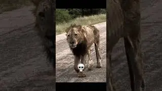 Deadly Animals 💀