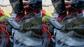 黎明华哥开心撒网连上大货，盲撒竟中两条大翘嘴，还打到一把雨伞 #撒网  #捕鱼