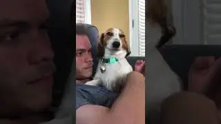 The dog stole my man.#dog#funny#funnyanimals#funnypets#animals&nbsp;#pet&nbsp;#longervideos