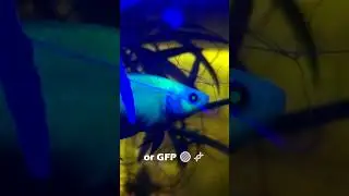 Уран - 🌟GloBetta🌟
