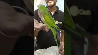 Mustache Parrot in Sunday Lalukhet birds market #youtube #youtubeshorts #ytshorts