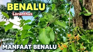 Benefits of Mistletoe Plants ‼️ Loranthus #mistletoe #loranthus #Mistletoe Mistletoe